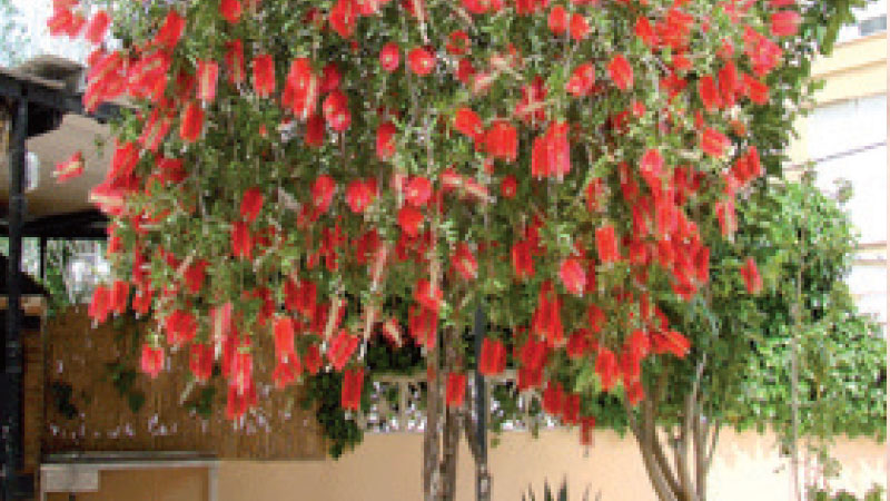 نباتات الزينة شجرة فرشاة الزجاج جريدة الشروق التونسية