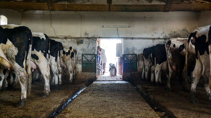 القصرين : مربو الأبقار يُضطرون لبيع جل قطيعهم بسبب ندرة المراعي ونقص الاعلاف  وارتفاع سعرها | جريدة الشروق التونسية