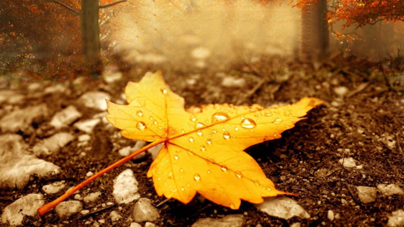 automne.jpg