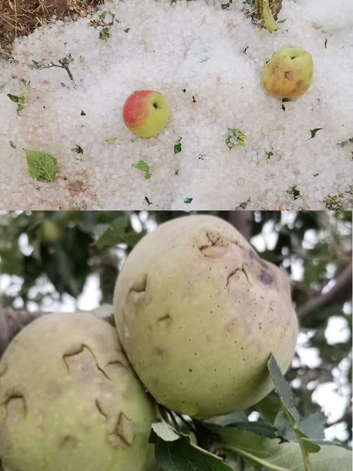 ياسين